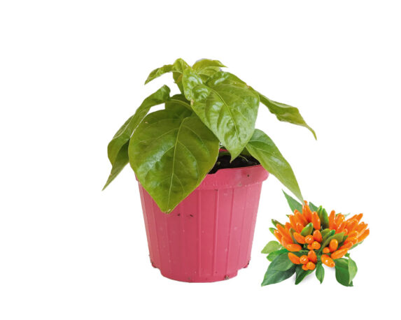 Peperoncino arancio a mazzetti stromboli