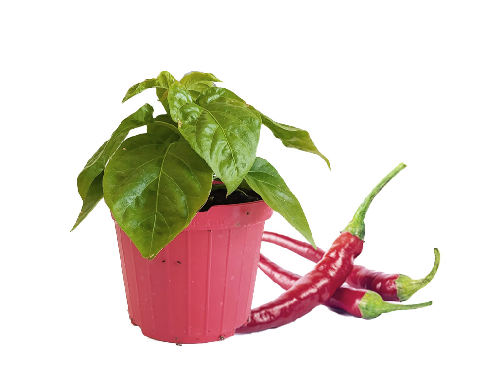 Peperoncino calaberese cayenna lungo