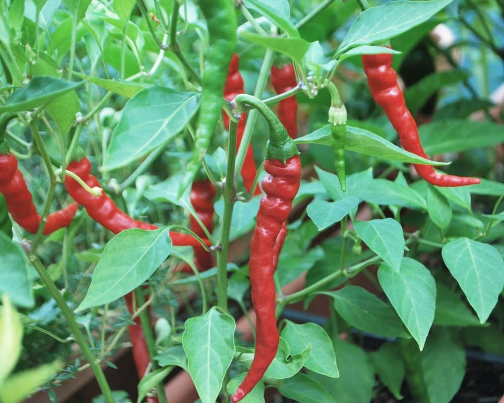 Peperoncino calaberese cayenna lungo - immagine 2