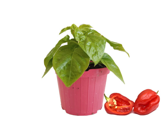 Peperoncino habanero rosso