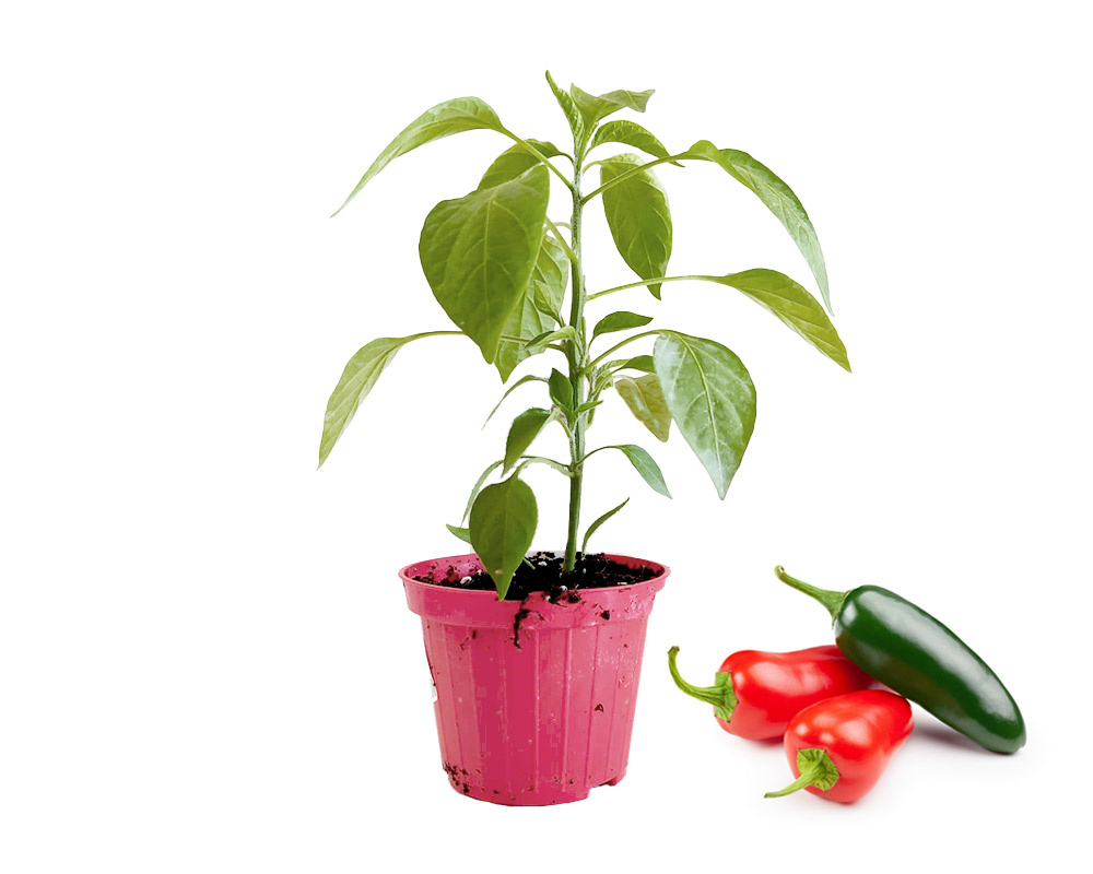 Peperoncino messicano jalapeno ruben