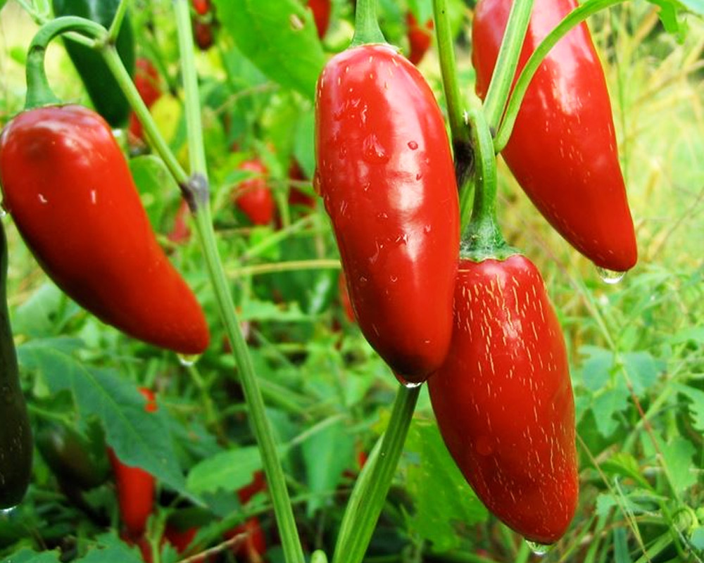 Peperoncino messicano jalapeno ruben - immagine 2