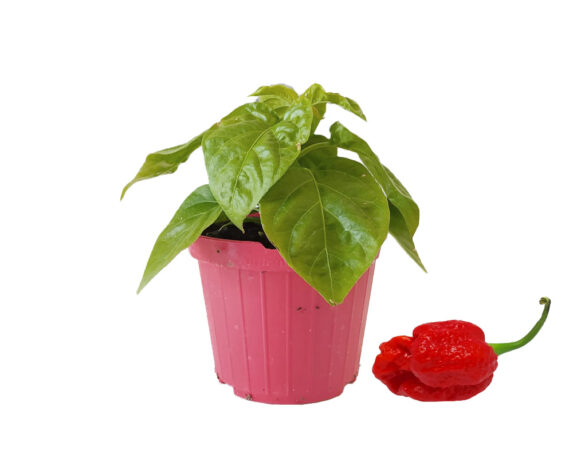 Peperoncino scorpion rosso