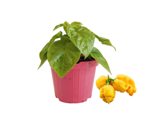 Peperoncino scorpion giallo