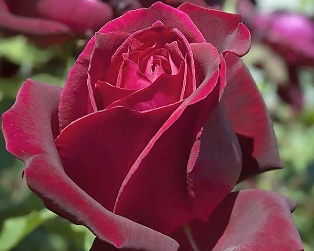 Rosa poema rosso porpora vellutato - FloralGarden