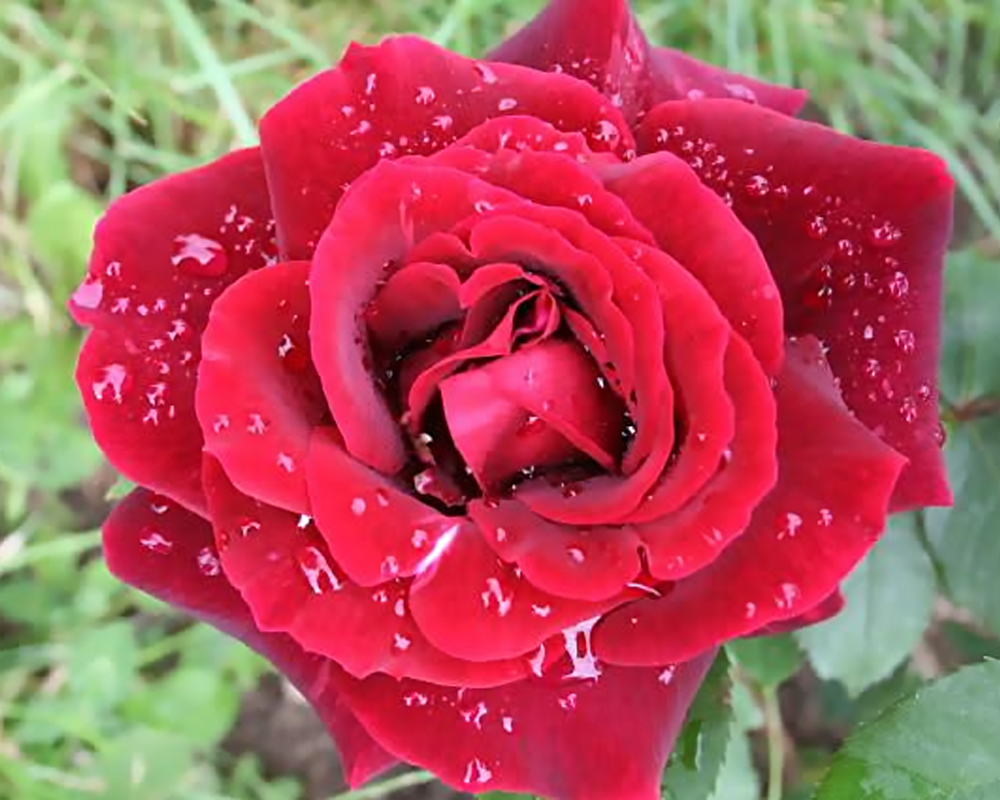 Rosa prince meillandia rosso ribes scuro - immagine 2