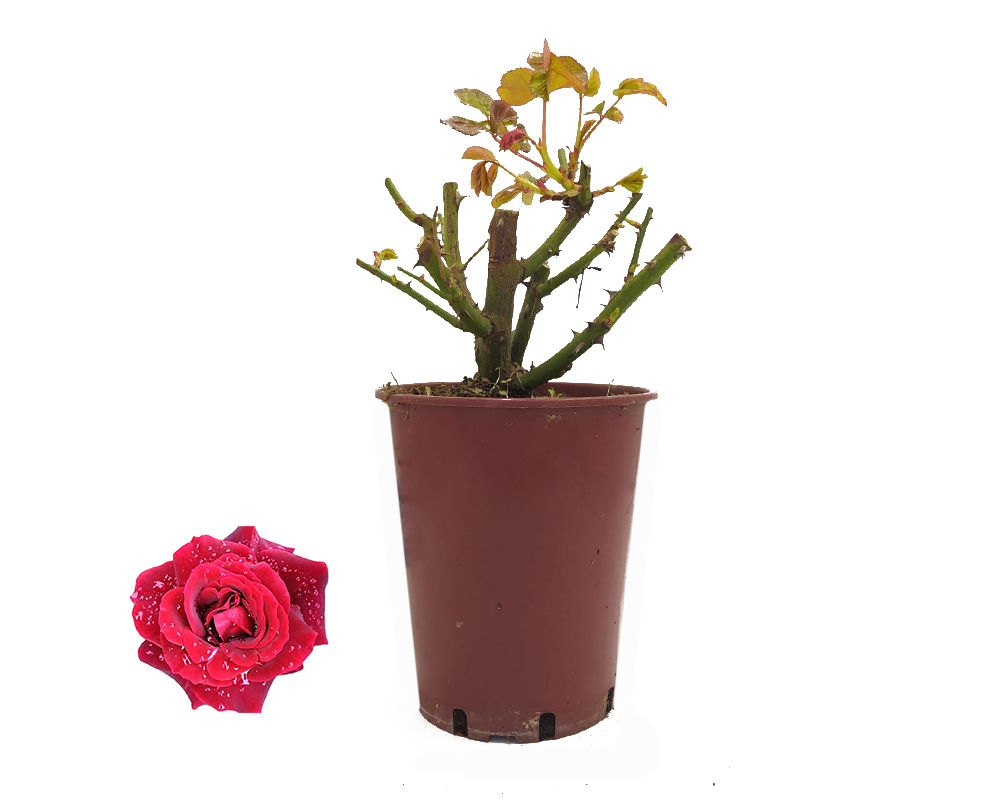 Rosa prince meillandia rosso ribes scuro