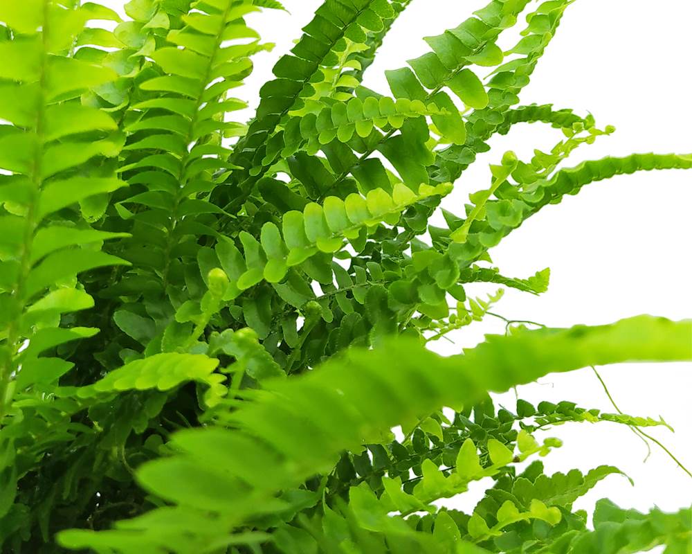 Felce Boston h40 - immagine 2