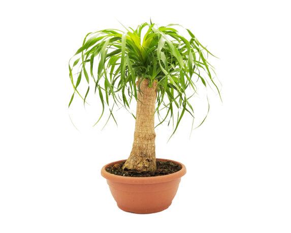 Beaucarnea recurvata