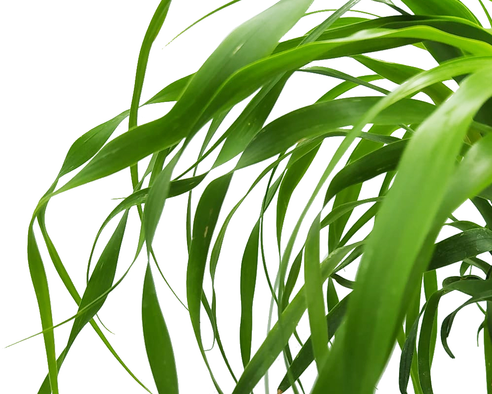 Beaucarnea recurvata - immagine 2