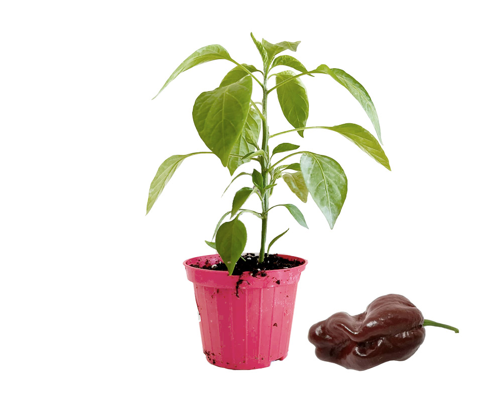 Peperoncino habanero choco