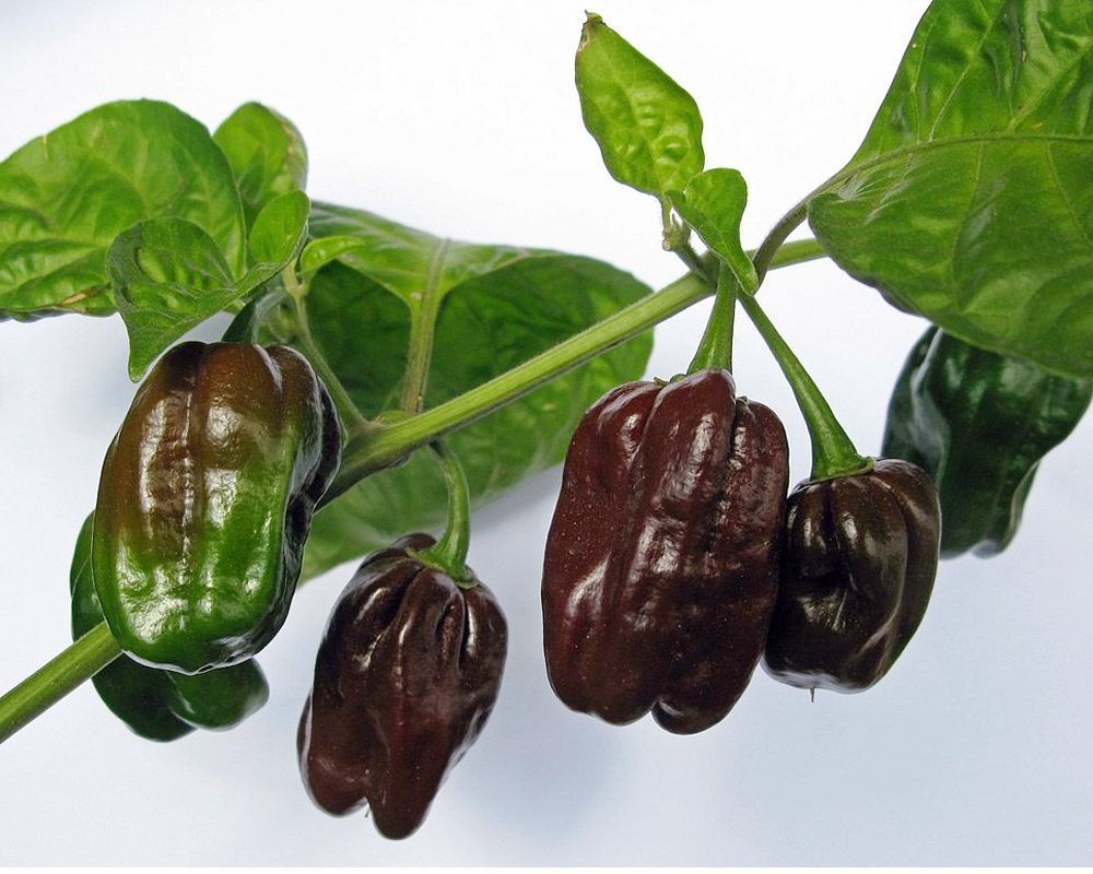 Peperoncino habanero choco - immagine 2