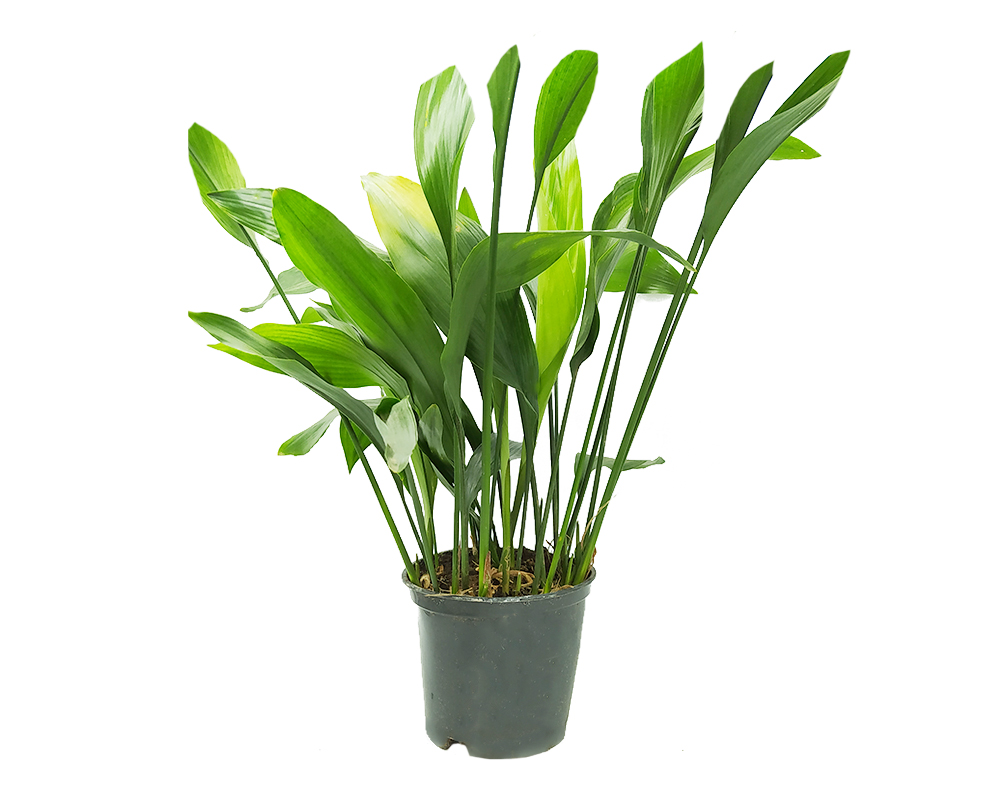 Aspidistra eliator