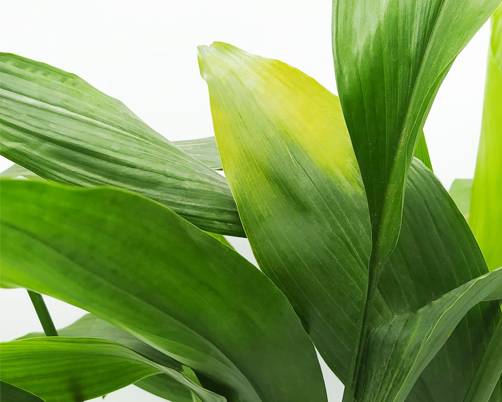 Aspidistra eliator - immagine 2