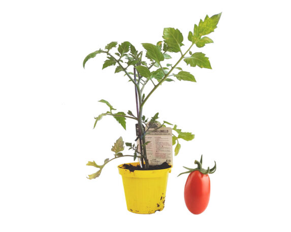 Pomodoro datterino lobello innestato