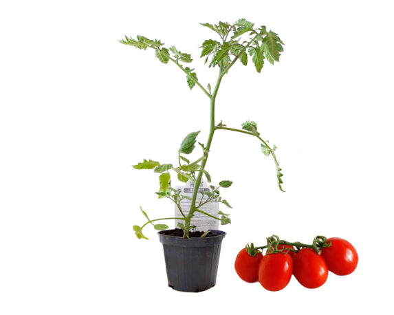 Pomodoro piccadilly