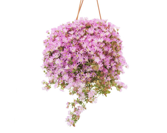 Sempervivum Tectorum Basket (barba di giove)