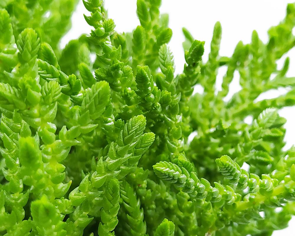 Crassula muscosa - immagine 2