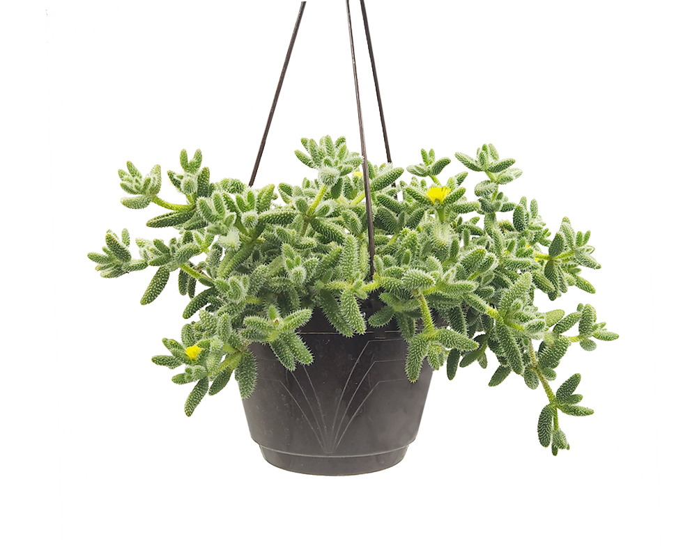 Delosperma eschinatum basket h30