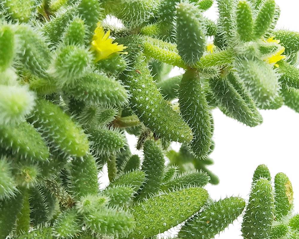 Delosperma eschinatum basket h30 - immagine 2