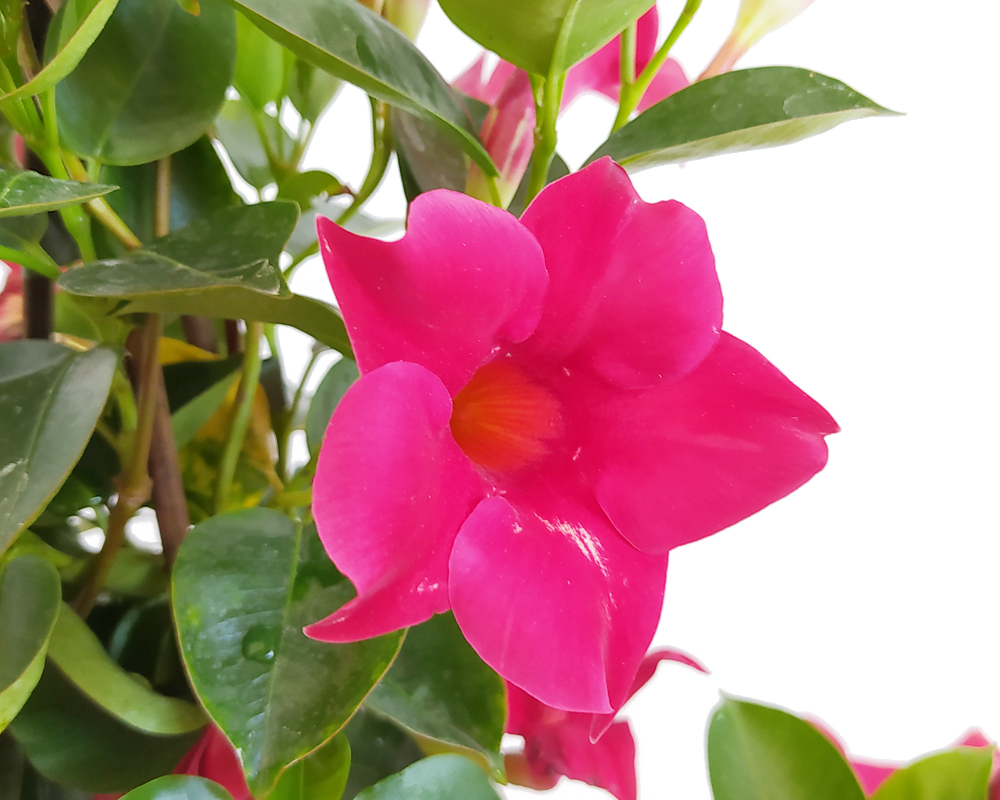 Dipladenia sundavillea - immagine 2