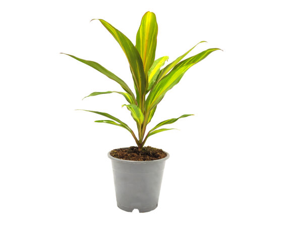 Dracena Cordyline fruticosa kiwi h35