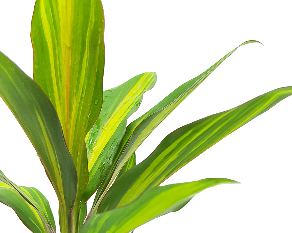 Dracena Cordyline fruticosa kiwi h35 - immagine 2