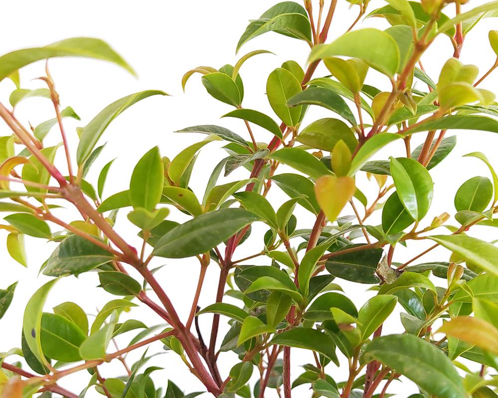 Eugenia myrtifolia newport - immagine 2