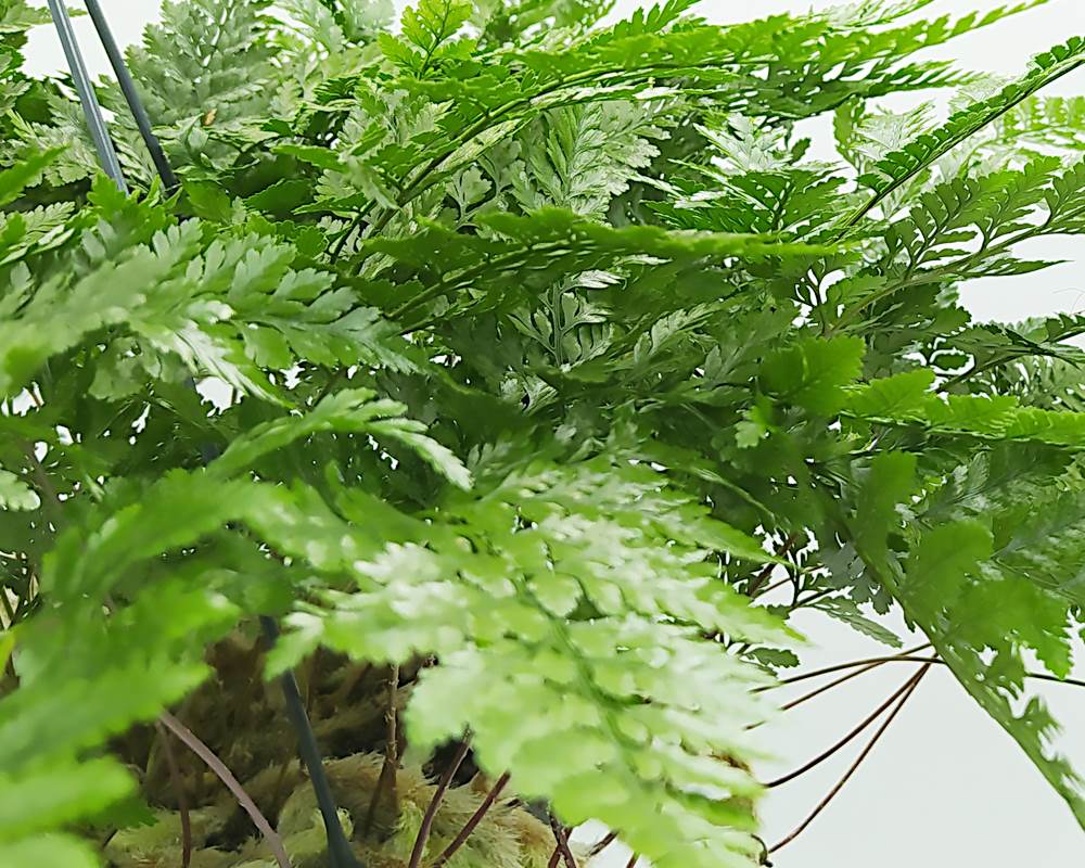 Humata tyermannii (felce zampa di lepre) - immagine 3