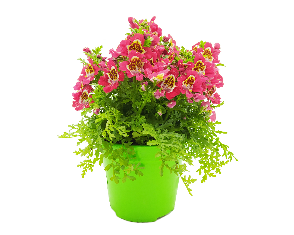 Schizanthus (fiore di farfalla)