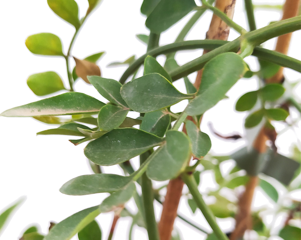 Gelsomino Jasminum officinalis (gelsomino vero) - immagine 2