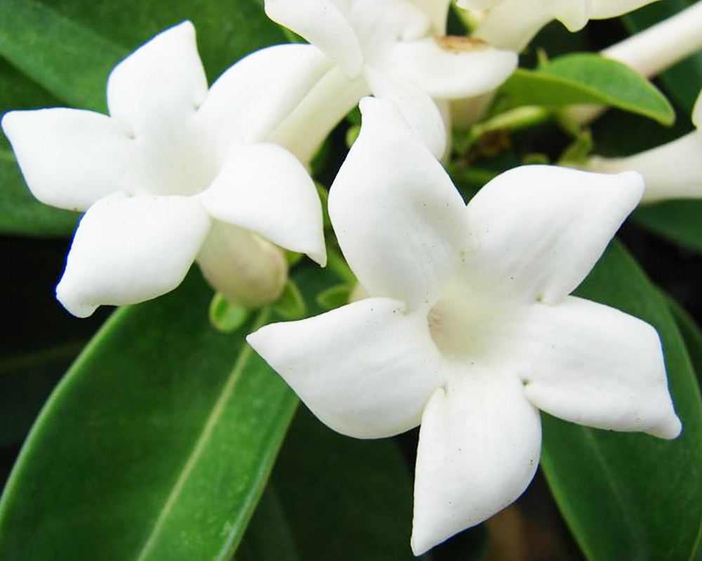 Gelsomino Jasminum officinalis (gelsomino vero) - immagine 3
