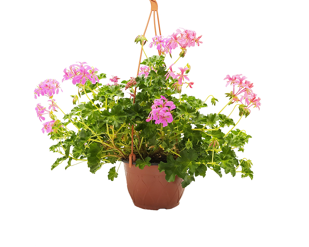 Geranio Parigino basket h20