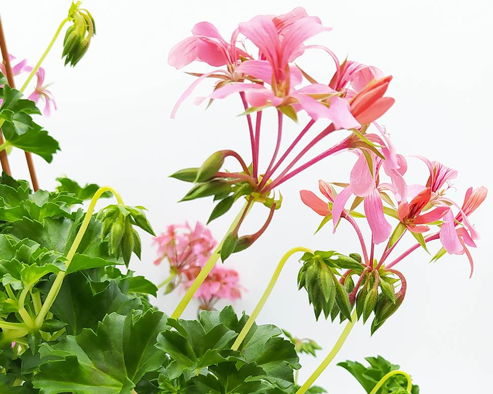 Geranio Parigino basket h20 - immagine 2