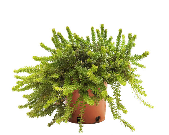 Grevillea lanigera montamboritha