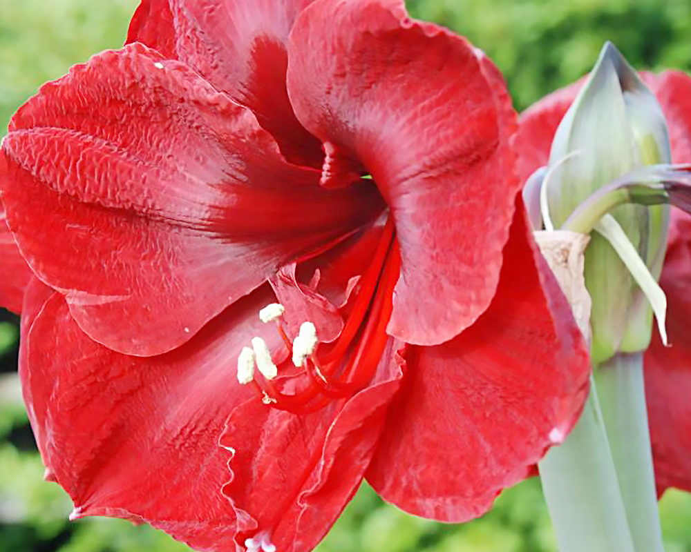 Hippeastrum Ippeastro (bulbo) - immagine 3
