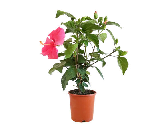 Hibiscus rosa sinensis (ibisco cinese)