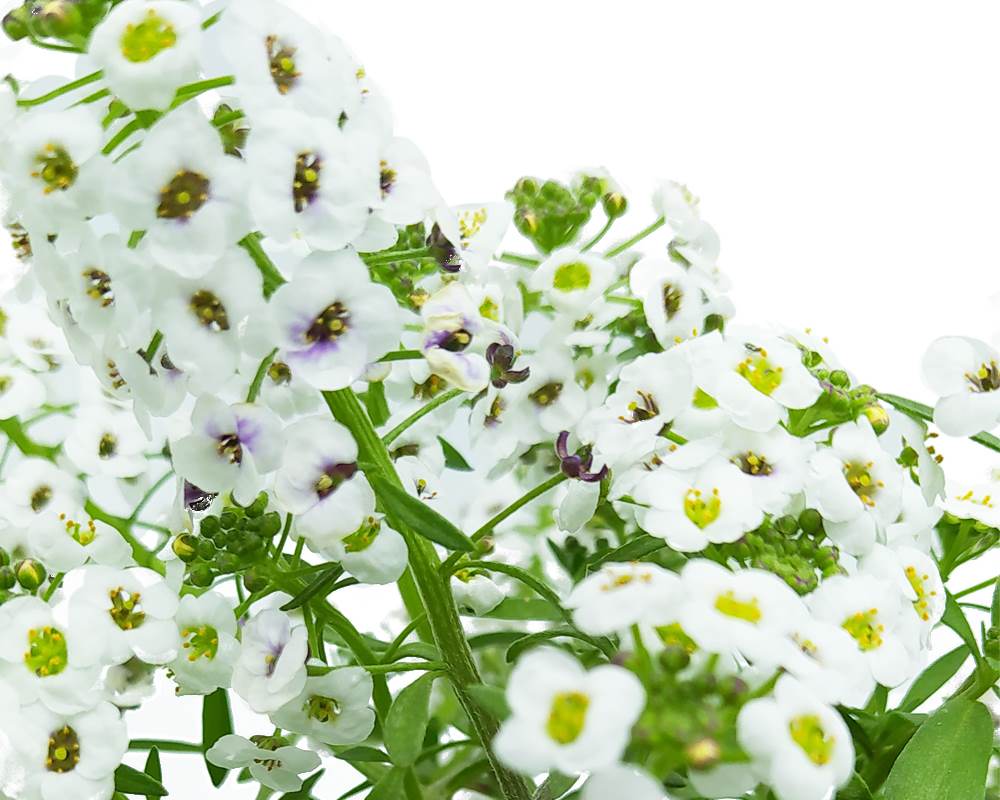 Lobularia Marittima - immagine 2