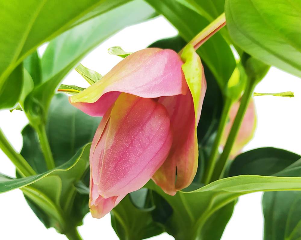 Medinilla magnifica - immagine 2