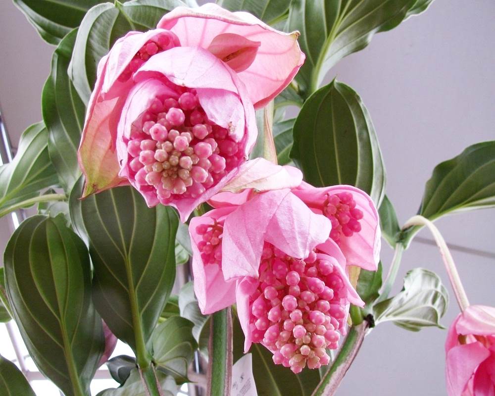Medinilla magnifica - immagine 3