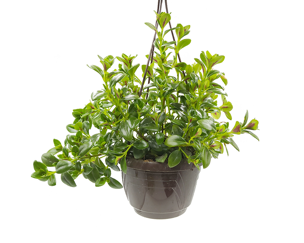 Nematanthus orange basket
