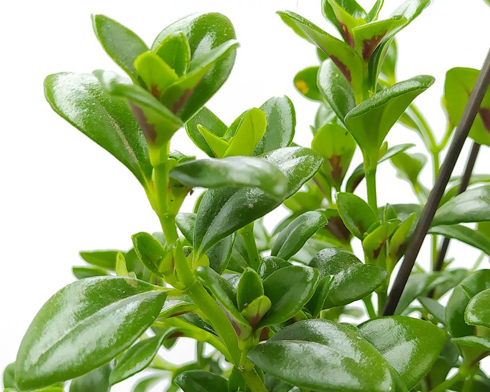 Nematanthus orange basket - immagine 2