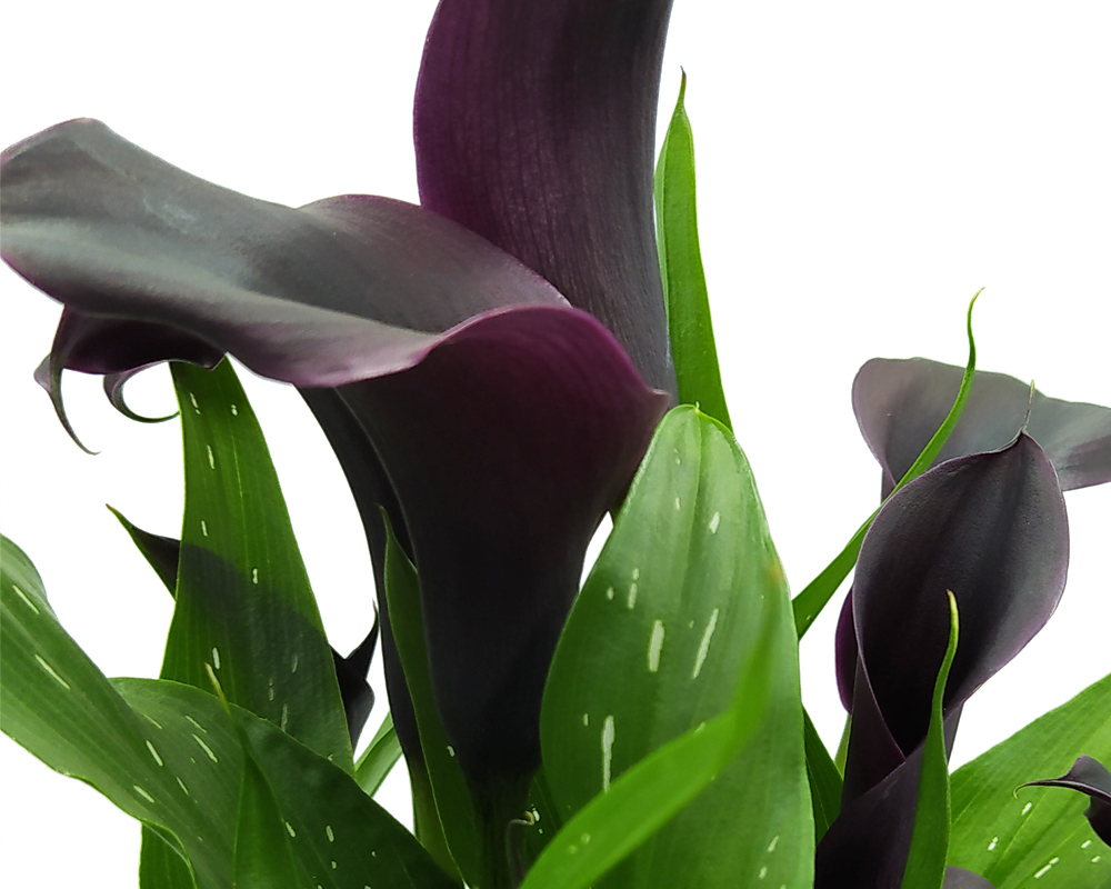 Zantedeschia (calle) - immagine 3