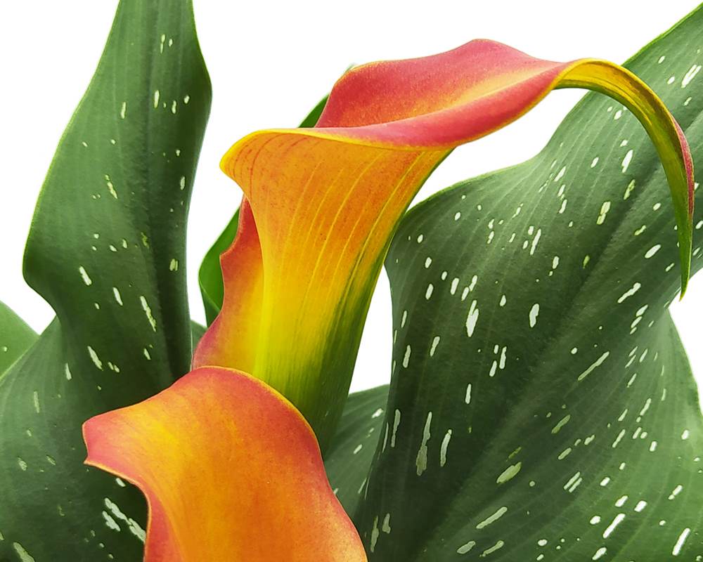 Zantedeschia (calle) - immagine 4