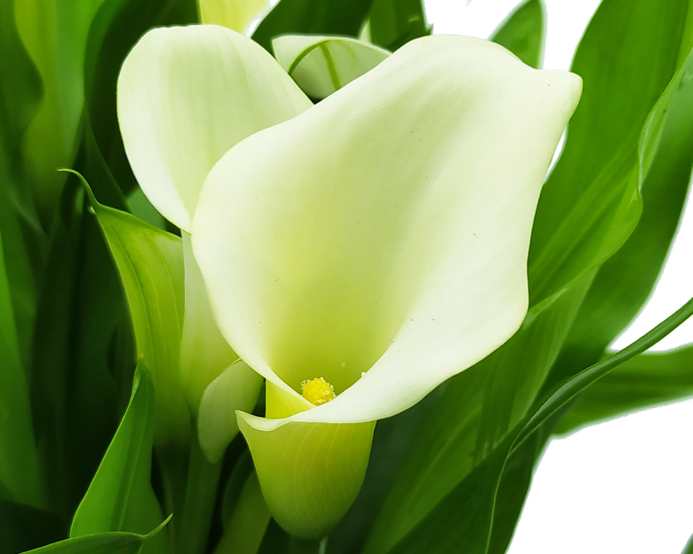 Zantedeschia (calle) - immagine 5