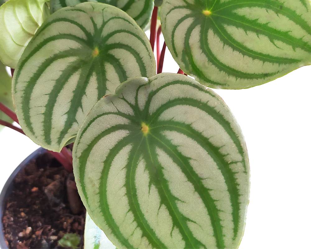 Peperomia Argyreia - immagine 2