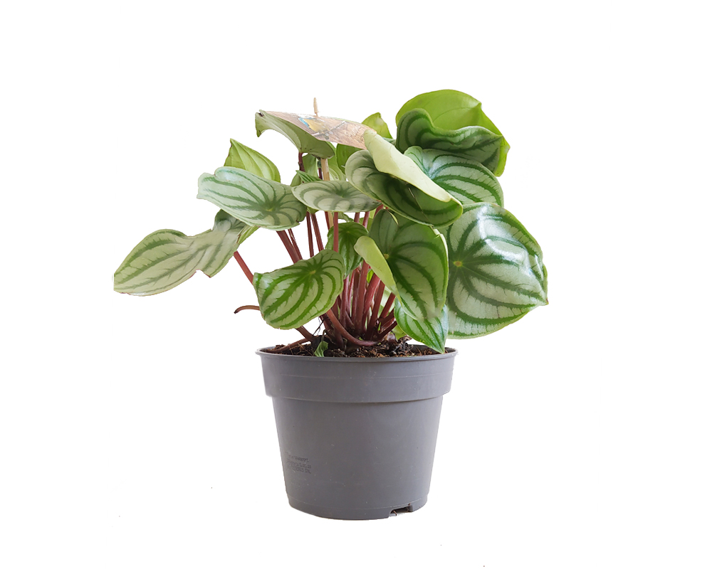 Peperomia Argyreia