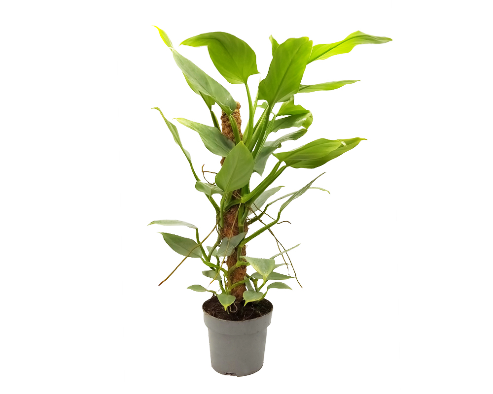 Philodendron hastatum silver queen tutore