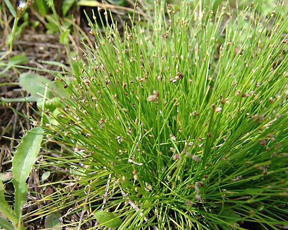 Scirpus isolepis (pianta acquatica) - immagine 2