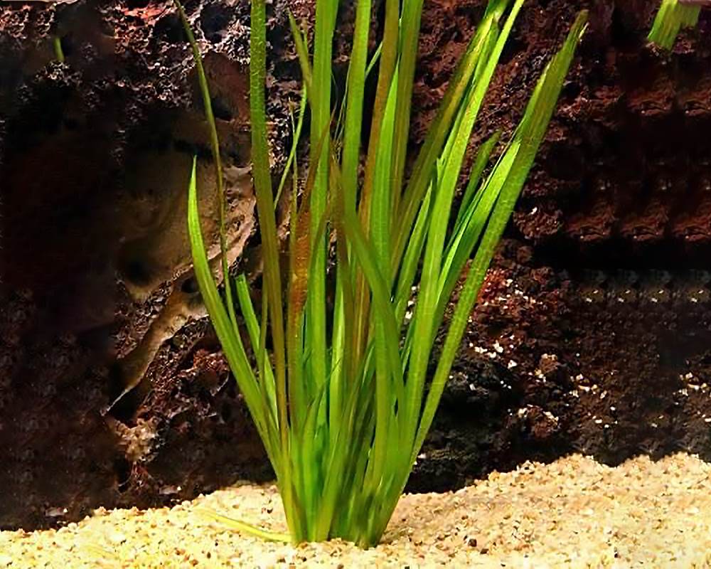 Vallisneria gigantea (pianta acquatica) - immagine 2